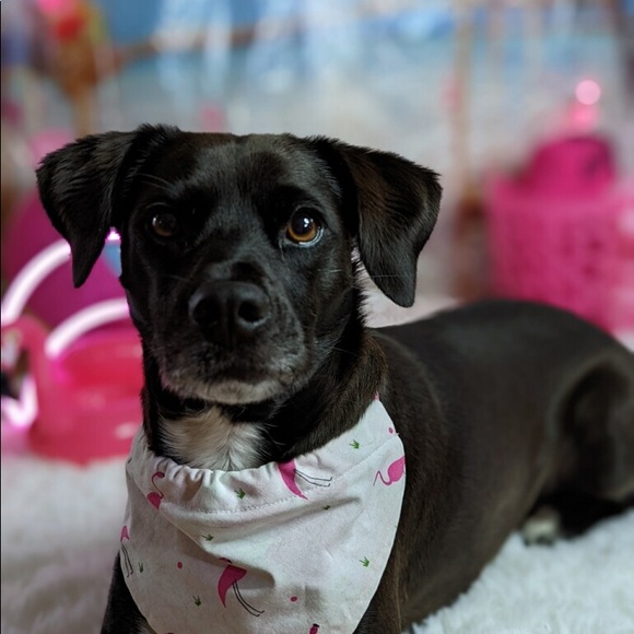 Handmade Bandanna - Picture 8 of 9